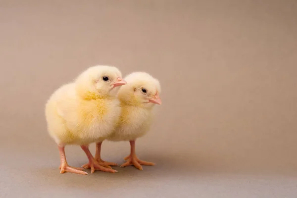 Две Симпатичные Маленькие Желтые Курицы Обособленном Фоне Местом Текста — стоковое фото