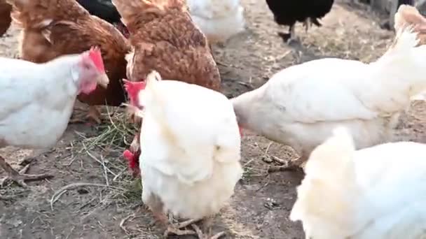 Red and white hens on a farm close-up — Stock Video