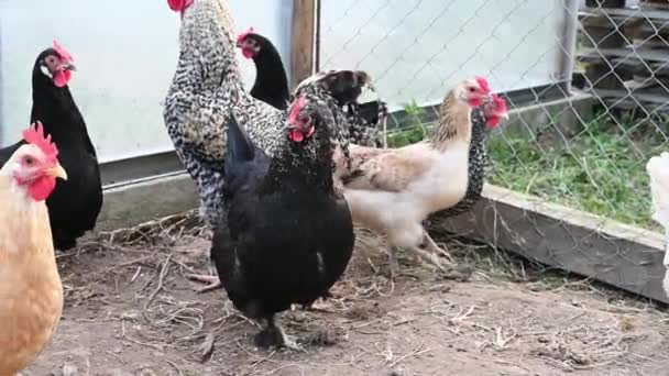 가까운 농장에 있는 붉은 닭 과흰 암탉 — 비디오