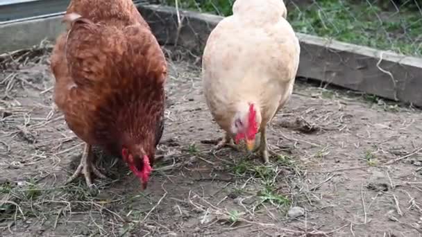 Gallinas rojas y blancas en una granja de cerca — Vídeo de stock