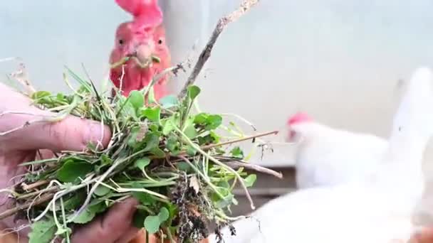 Rood-witte kippen op een boerderij close-up — Stockvideo