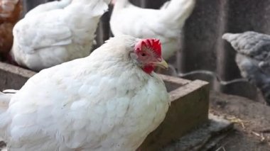 Çiftlikteki kırmızı ve beyaz tavuklar