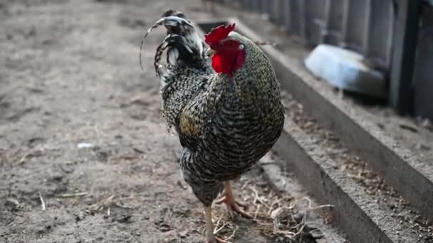 Rote und weiße Hühner auf einem Bauernhof in Großaufnahme — Stockvideo