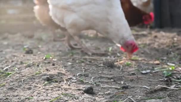 Gallinas rojas y blancas en una granja de cerca — Vídeos de Stock