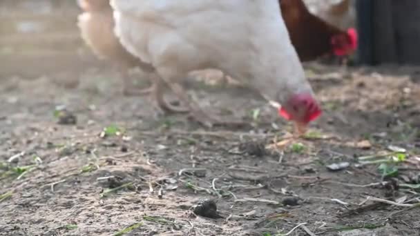 Czerwone i białe kury w gospodarstwie zbliżenie — Wideo stockowe