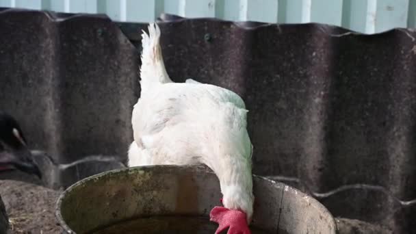 Rote und weiße Hühner auf einem Bauernhof in Großaufnahme — Stockvideo