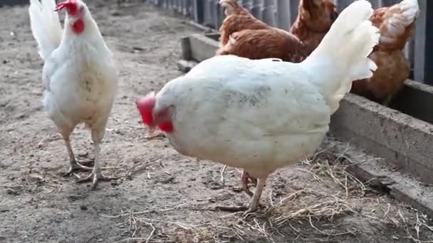 Red and white hens on a farm close-up — Stock Video