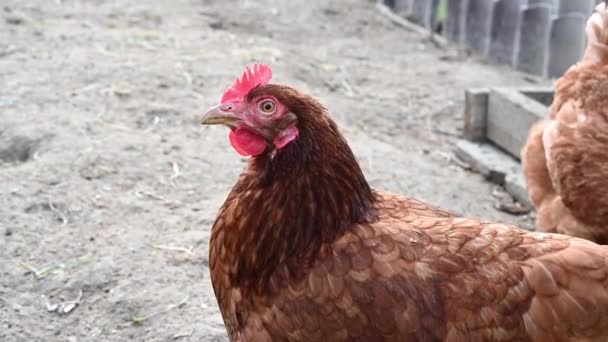 Red and white hens on a farm close-up — Stock Video