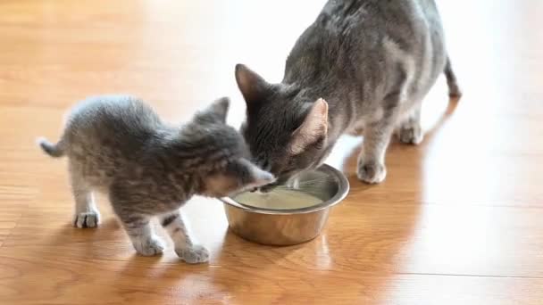 Gato cinza bonito com gatinhos ensina a beber leite e comer alimentos secos — Vídeo de Stock