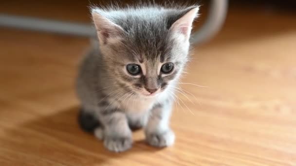 Lindo gato gris con gatitos enseña a beber leche y comer comida seca — Vídeo de stock
