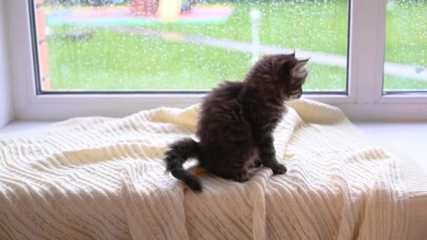 Pequeno gatinho gato cinza bonito — Vídeo de Stock