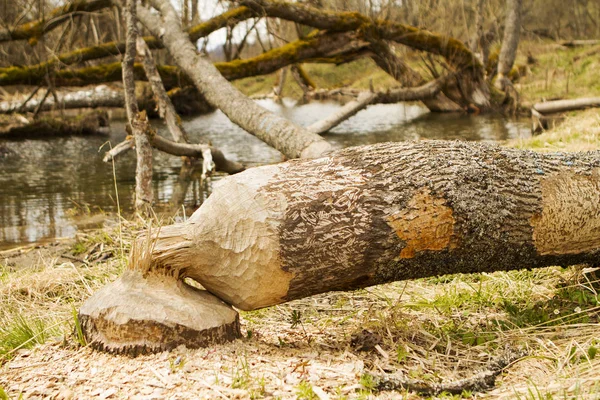 I castori costruiscono una diga in un fiume nel mezzo della foresta. Macro — Foto Stock