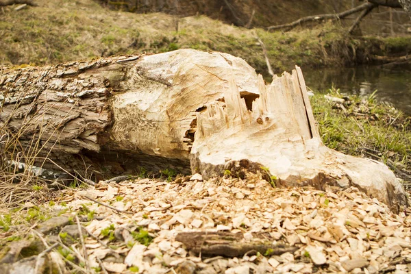 Árboles en bosques roídos por castores —  Fotos de Stock