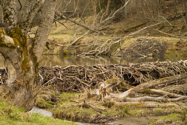 Beaver dam in het moeras — Stockfoto