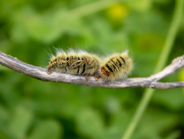 Grass Eggar Caterpillar Stick Green Out Focus Background — Stock Photo, Image