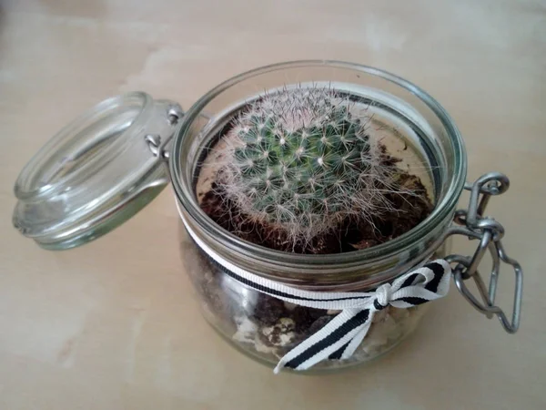 Cactus Una Olla Sobre Mesa — Foto de Stock