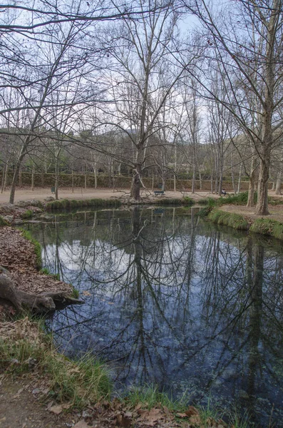 Nehir Küçük Gölet Yapraksız Ağaçlarla Dolu Doğal Bir Park — Stok fotoğraf