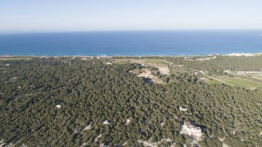 Adaya bakan çam ağaçlarının manzarası