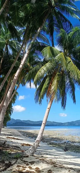 Plaża Kokosowa Piękna Tropikalna Przyroda Morze Biały Piasek Port Barton — Zdjęcie stockowe