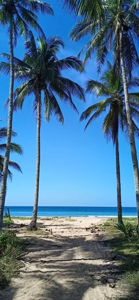 Caminho Arenoso Chegando Uma Praia Tropical Palmeiras Céu Azul Filipinas — Fotografia de Stock