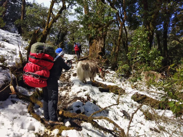 Trekking Wokół Anapurny Skrócie Lesie Sherpas Spotkać Jak — Zdjęcie stockowe