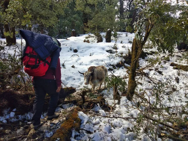 Trekking Alrededor Anapurna Atajo Bosque Sherpas Cumplir Yaks — Foto de Stock