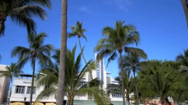 Miami 'deki Dalgakıran Oteli Palmiye ağaçlarıyla dolu.