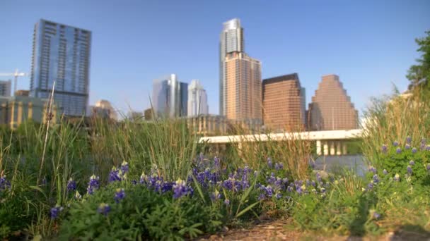 Austin Skyline Flowers Colorado River — стоковое видео