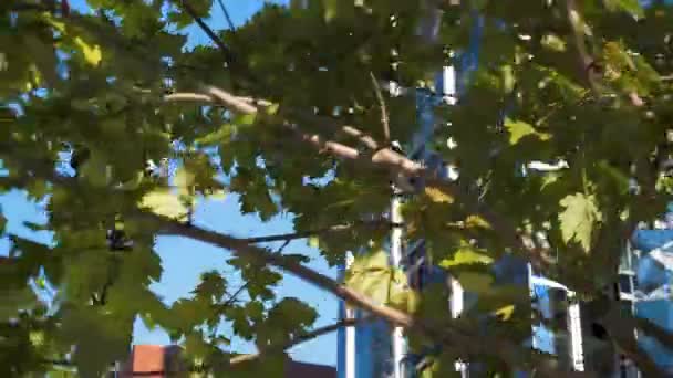 Boston Street Post Centrum Stad Wolkenkrabber Bomen Licht Post — Stockvideo