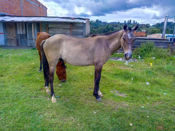 Paard denken — Stockfoto