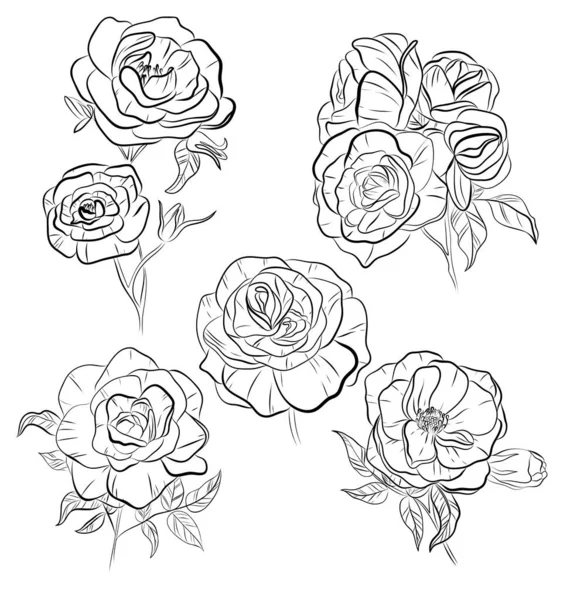 Ensemble Fleurs Rose Isolées Vectorielles Contour Noir Blanc Dessiné Main — Image vectorielle