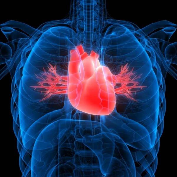 Human Internal Organ Heart Circulatory System Anatomy Ray Rendering — Stockfoto