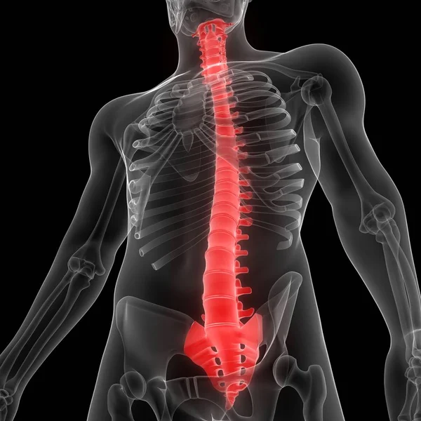 Vertebral Kolonn Mänsklig Skelett Anatomi Röntgen Rendering — Stockfoto