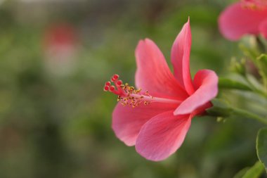 Yeşil arka planda kırmızı amber çiçekleri çok güzel çiçek açıyor.