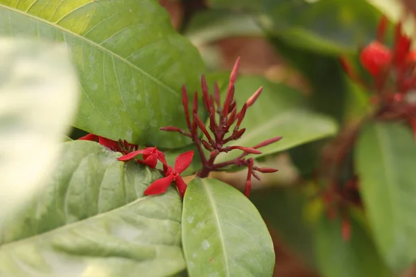 Ogród Kwitnącą Rośliną Oleander — Zdjęcie stockowe