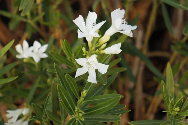 Ogród Kwitnącą Rośliną Oleander — Zdjęcie stockowe