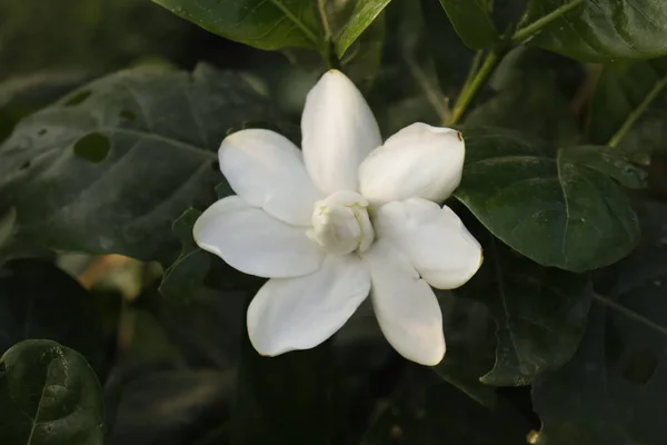 Jasmin Wasser Blume Grüner Garten — Stockfoto