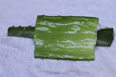 Aloe vera yaprak ve hamuru parçaları beyaz bir arkaplanda izole edilmiş.