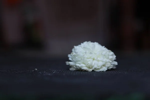 Цветы Чаманти Белого Цвета Индии — стоковое фото