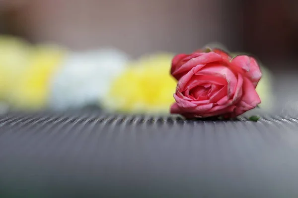 Розовая Роза Природе Черном Фоне — стоковое фото