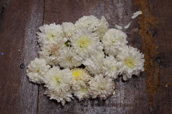 Hindistan Beyaz Renkli Chamanthi Çiçekleri — Stok fotoğraf