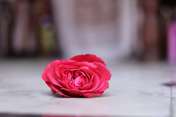 Розовая Роза Природе Белом Фоне — стоковое фото