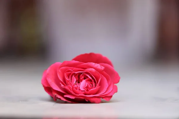 Розовая Роза Природе Белом Фоне — стоковое фото