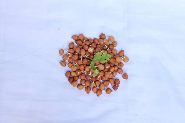 Fresh Germinated Chickpeas White Background — Stock Photo, Image