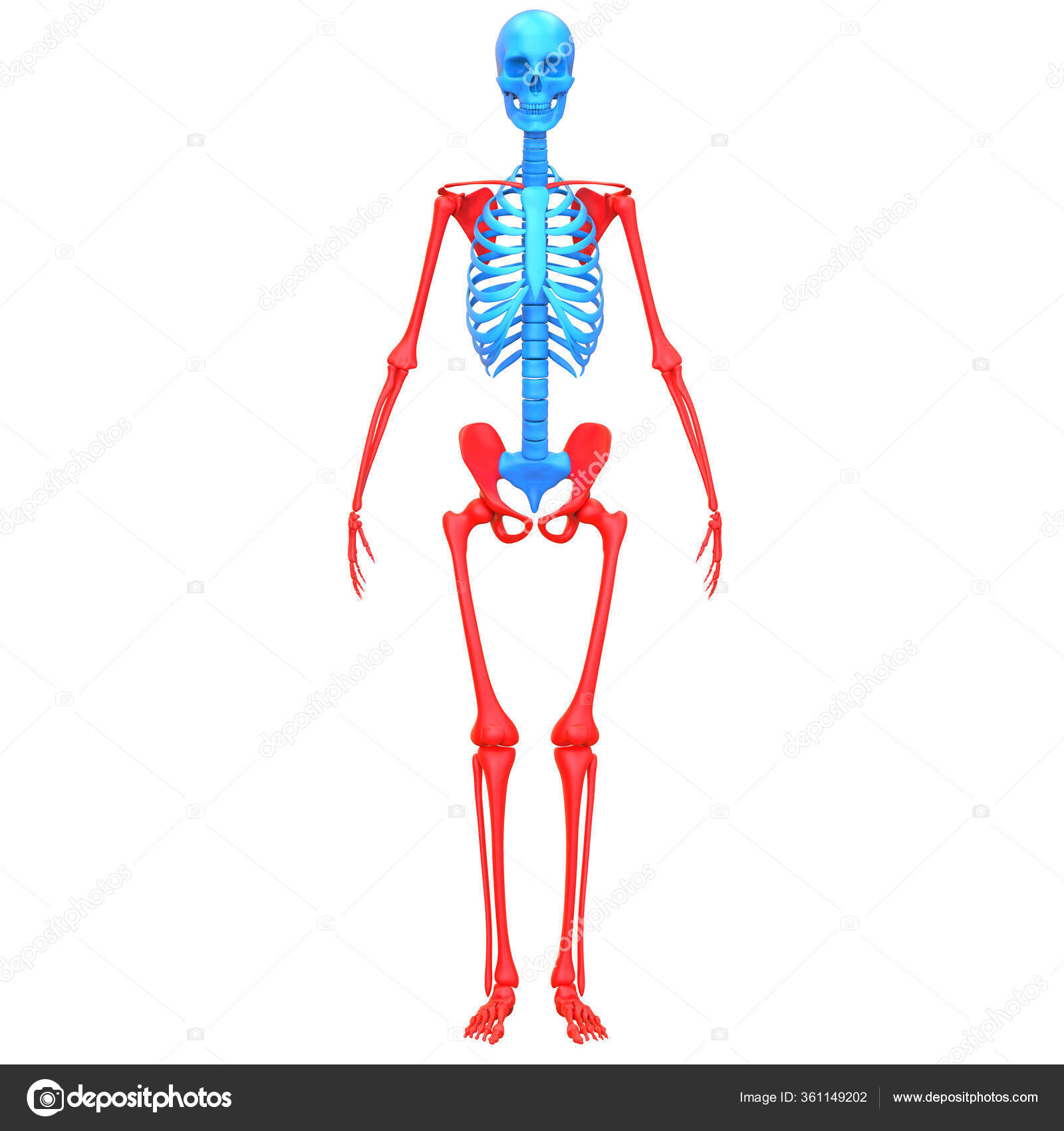 Appendicular Skeleton图库照片 免版税appendicular Skeleton图片 Depositphotos