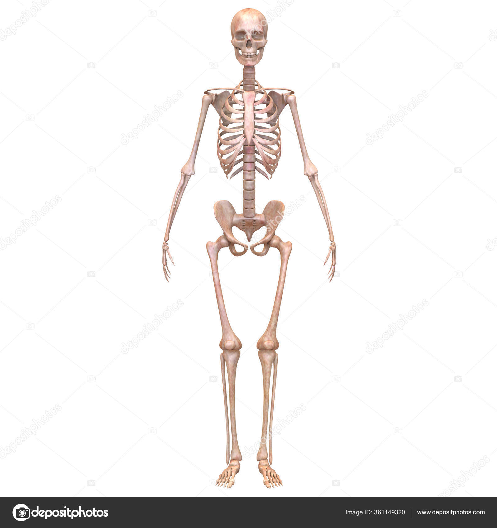 Appendicular Skeleton图库照片 免版税appendicular Skeleton图片 Depositphotos