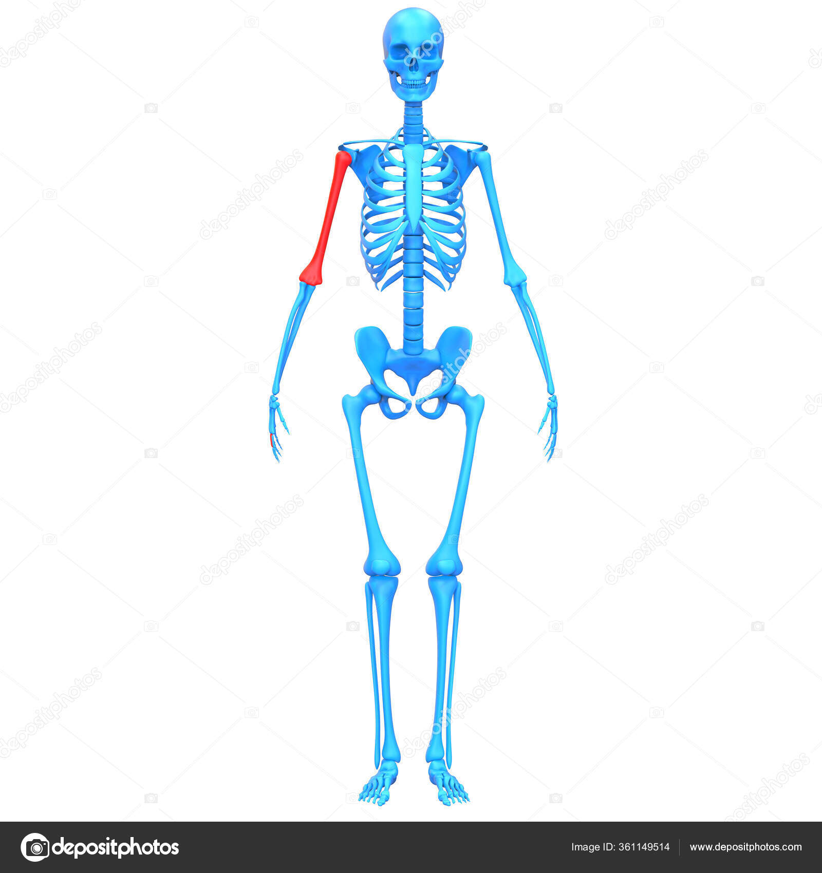 Osteology Pictures Osteology Stock Photos Images Depositphotos