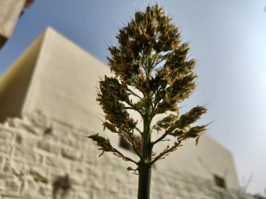Hindistan 'daki Sorghum ekin çiftliğine katılın.
