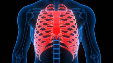 İnsan iskelet sisteminin kaburga kafesi anatomi 3D