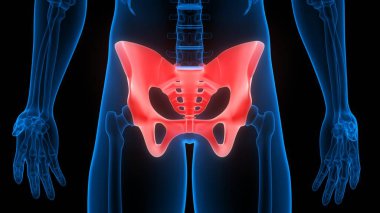 İnsan iskelet sistemi anatomisinin leğen kemiği eklemleri 3D